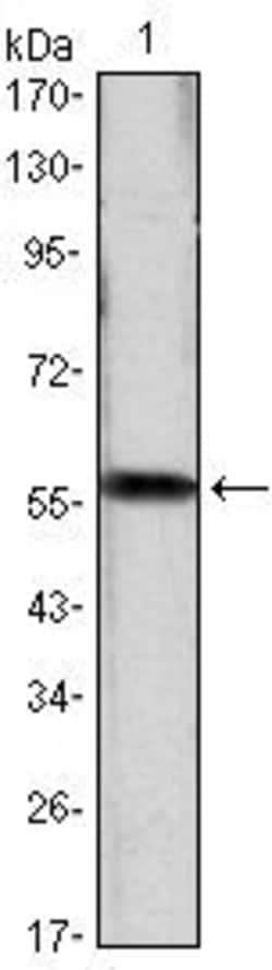 Invitrogen Cyclin D1 Monoclonal Antibody (3D8) 100 &mu;L; Unconjugated:Antibodies,