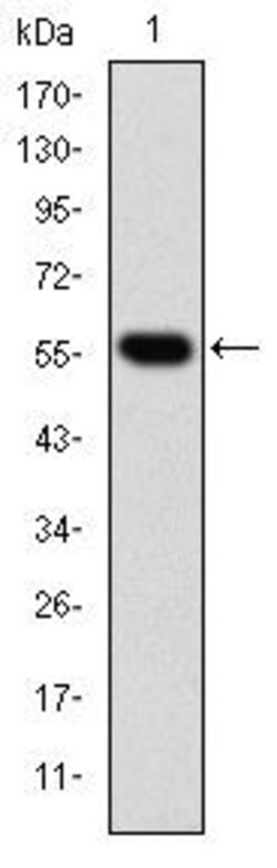 Invitrogen TCP-1 beta Monoclonal Antibody (5B5F5) 100 &mu;L; Unconjugated:Antibodies,