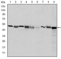 Invitrogen TCP-1 beta Monoclonal Antibody (5B5F5) 100 &mu;L; Unconjugated:Antibodies,