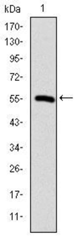 Invitrogen TCP-1 beta Monoclonal Antibody (5B5C4) 100 &mu;L; Unconjugated:Antibodies,