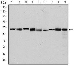 Invitrogen TCP-1 beta Monoclonal Antibody (5B5C4) 100 &mu;L; Unconjugated:Antibodies,