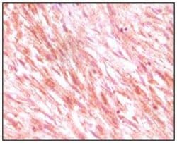 Invitrogen c-Kit Monoclonal Antibody (8D7) 100 &mu;L; Unconjugated:Antibodies,