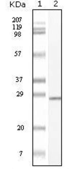 Invitrogen c-Kit Monoclonal Antibody (8D7) 100 &mu;L; Unconjugated:Antibodies,