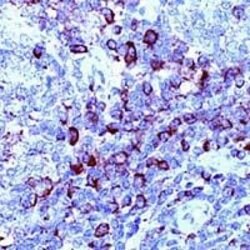 CD3z Rabbit anti-Human, Polyclonal, Invitrogen 1 mL; Unconjugated:Antibodies,