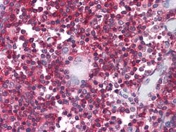 Invitrogen CD3z Monoclonal Antibody (4B10) 100 μL; Unconjugated:Antibodies,