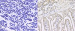 Invitrogen ITGB1 Polyclonal Antibody 100 &mu;L; Unconjugated:Antibodies,