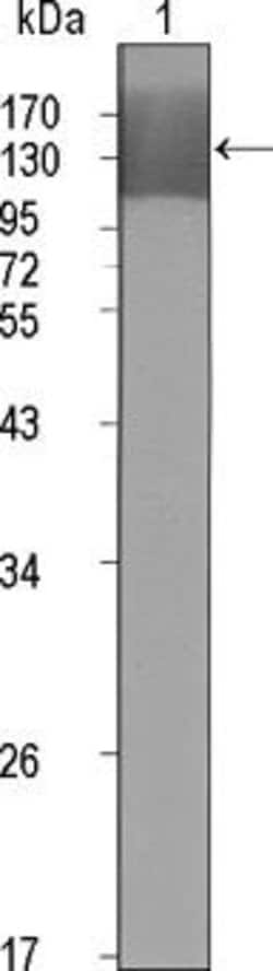 Invitrogen VEGF Receptor 2 Monoclonal Antibody (4B4) 100 &mu;L; Unconjugated:Antibodies,