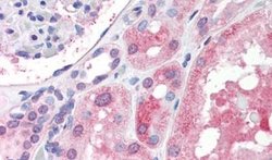 IGSF8 Polyclonal Antibody, Invitrogen 50 &mu;g; Unconjugated:Antibodies,