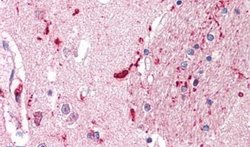IGSF8 Polyclonal Antibody, Invitrogen 50 &mu;g; Unconjugated:Antibodies,