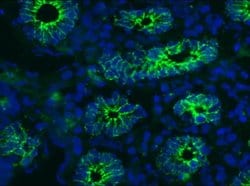 Invitrogen E-cadherin Monoclonal Antibody (MB2) 100 &mu;L; Unconjugated:Antibodies,