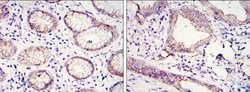 Invitrogen E-cadherin Monoclonal Antibody (7H12) 100 &mu;L; Unconjugated:Antibodies,