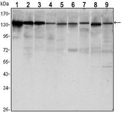 Invitrogen E-cadherin Monoclonal Antibody (7H12) 100 &mu;L; Unconjugated:Antibodies,