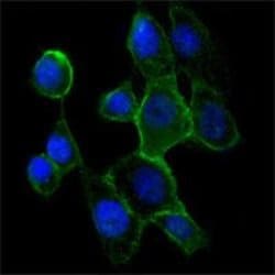 Invitrogen N-cadherin Monoclonal Antibody (5D5) 100 &mu;L; Unconjugated:Antibodies,