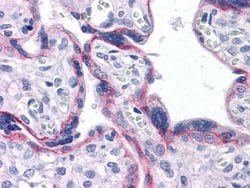 Invitrogen N-cadherin Monoclonal Antibody (5D5) 100 &mu;L; Unconjugated:Antibodies,