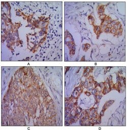 Invitrogen N-cadherin Monoclonal Antibody (5D5) 100 &mu;L; Unconjugated:Antibodies,