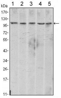 Invitrogen N-cadherin Monoclonal Antibody (5D5) 100 &mu;L; Unconjugated:Antibodies,