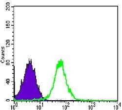 Invitrogen N-cadherin Monoclonal Antibody (5D5) 100 &mu;L; Unconjugated:Antibodies,