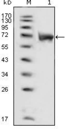Invitrogen FGFR1 Monoclonal Antibody (3D4F7) 100 &mu;L; Unconjugated:Antibodies,