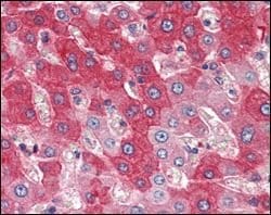 Invitrogen FGFR4 Monoclonal Antibody (4H2B10B2) 100 &mu;L; Unconjugated:Antibodies,