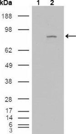 Invitrogen FGFR4 Monoclonal Antibody (4H2B10B2) 100 &mu;L; Unconjugated:Antibodies,