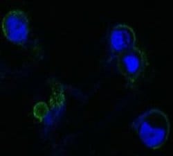 Invitrogen FGFR4 Monoclonal Antibody (7H1) 100 &mu;L; Unconjugated:Antibodies,