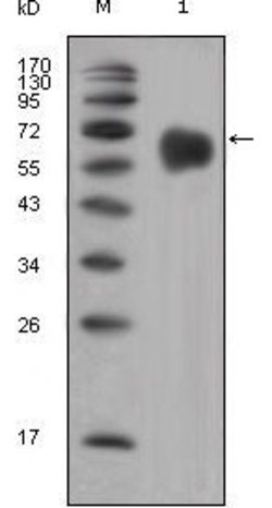 Invitrogen FGFR4 Monoclonal Antibody (7H1) 100 &mu;L; Unconjugated:Antibodies,