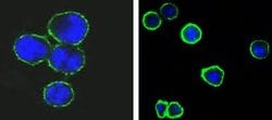Invitrogen CD37 Monoclonal Antibody (2B8) 100 &mu;L; Unconjugated:Antibodies,