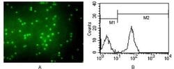 Invitrogen CD3 Monoclonal Antibody (4D10A6) 100 &mu;L; Unconjugated:Antibodies,