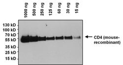 Invitrogen CD4 Monoclonal Antibody (GK1.5) 1 mg; Unconjugated:Antibodies,