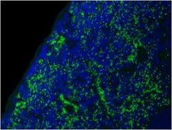 Invitrogen CD44 Monoclonal Antibody (KM81) 250 &mu;g | Buy Online | Invitrogen&trade; | Fisher Scientific