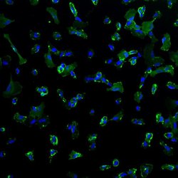 Invitrogen CD44 Monoclonal Antibody (156-3C11) 500 &mu;L; Unconjugated:Antibodies,