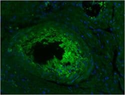 Invitrogen CD45R Monoclonal Antibody (YTH80.103) 200 &mu;g; Unconjugated:Antibodies,