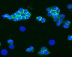 Invitrogen CD56 Monoclonal Antibody (RNL-1) 100 &mu;L; Unconjugated:Antibodies,