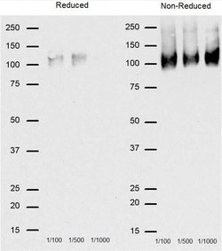 Invitrogen CD68 Monoclonal Antibody (FA-11) 250 &mu;g; Unconjugated:Antibodies,