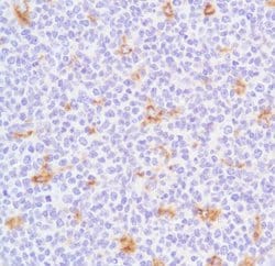 Invitrogen&trade;&nbsp;CD68 Polyclonal Antibody