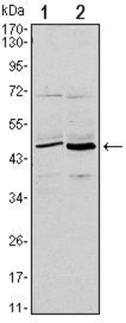 Invitrogen CD86 Monoclonal Antibody (1B3) 100 &mu;L; Unconjugated:Antibodies,