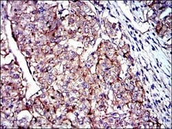 Invitrogen CD9 Monoclonal Antibody (5G6) 100 &mu;L; Unconjugated:Antibodies,