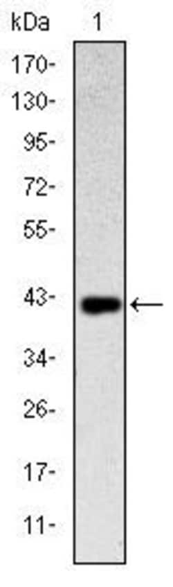 CD94 Monoclonal Antibody (1H1), Invitrogen 100 &mu;L; Unconjugated:Antibodies,