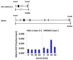 Cdc25C Monoclonal Antibody (25C14 (TC-14)), Invitrogen 500 &mu;L | Buy Online | Invitrogen | Fisher Scientific