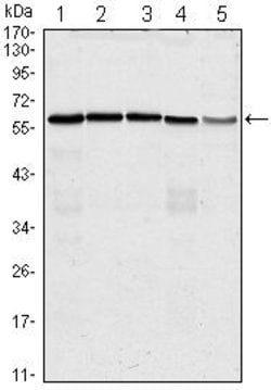 Invitrogen Cdc25C Monoclonal Antibody (1F12) 100 &mu;L; Unconjugated:Antibodies,