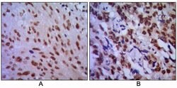 Invitrogen CDK1 Monoclonal Antibody (8C5A6) 100 &mu;L; Unconjugated:Antibodies,