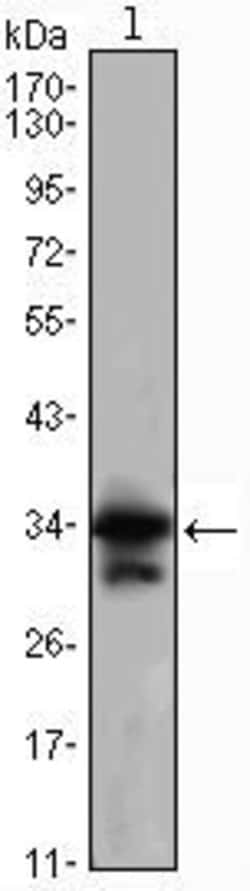 Invitrogen CDK1 Monoclonal Antibody (8C5A6) 100 &mu;L; Unconjugated:Antibodies,