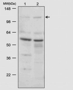 Invitrogen CDH11 Monoclonal Antibody (5B2H5) 100 &mu;g; Unconjugated:Antibodies,