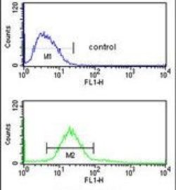 CDIPT Rabbit anti-Human, Mouse, Polyclonal, Invitrogen 400 &mu;L; Unconjugated:Antibodies,