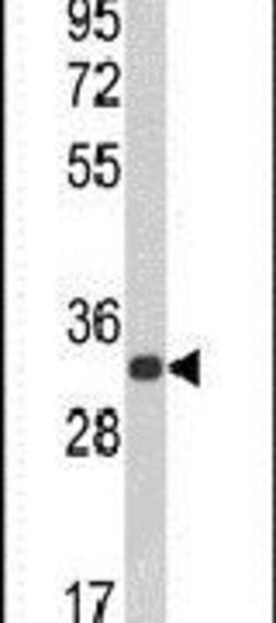 CDIPT Rabbit anti-Human, Mouse, Polyclonal, Invitrogen 400 &mu;L; Unconjugated:Antibodies,