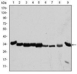 Invitrogen CDK1 Monoclonal Antibody (5A6) 100 &mu;L | Buy Online | Invitrogen&trade; | Fisher Scientific