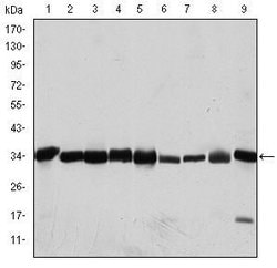 Invitrogen CDK1 Monoclonal Antibody (2G9) 100 &mu;L; Unconjugated:Antibodies,