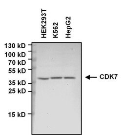 Invitrogen CDK7 Monoclonal Antibody (31TF2-1F8) 50 &mu;L; Unconjugated:Antibodies,