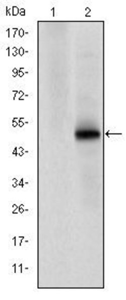 Invitrogen CDK9 Monoclonal Antibody (1B5A7) 100 &mu;L; Unconjugated:Antibodies,