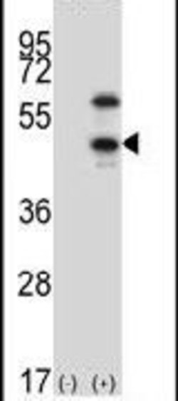 CDKL1 Rabbit anti-Human, Mouse, Polyclonal, Invitrogen 400 &mu;L; Unconjugated:Antibodies,